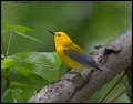 _5SB1623 prothonotary warbler